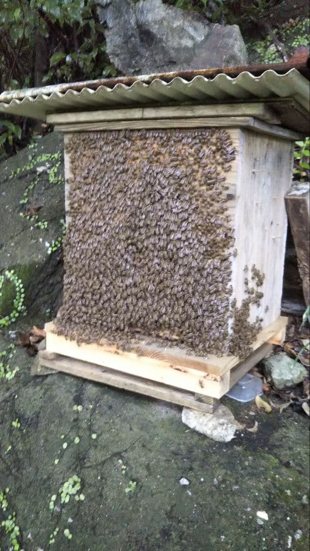 南国土佐の百花蜜　ニホンミツバチはちみつ　無添加　無加工　1200g