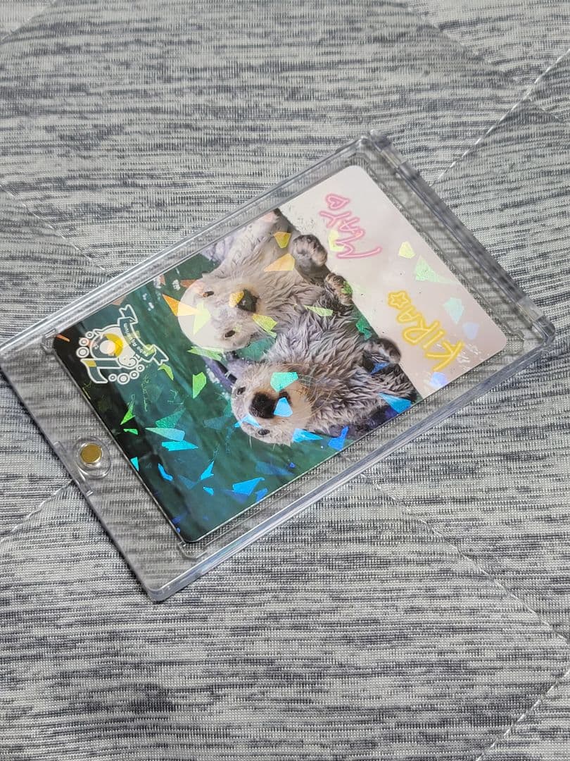 キラちゃん メイちゃん 鳥羽水族館70周年記念コレクションカード