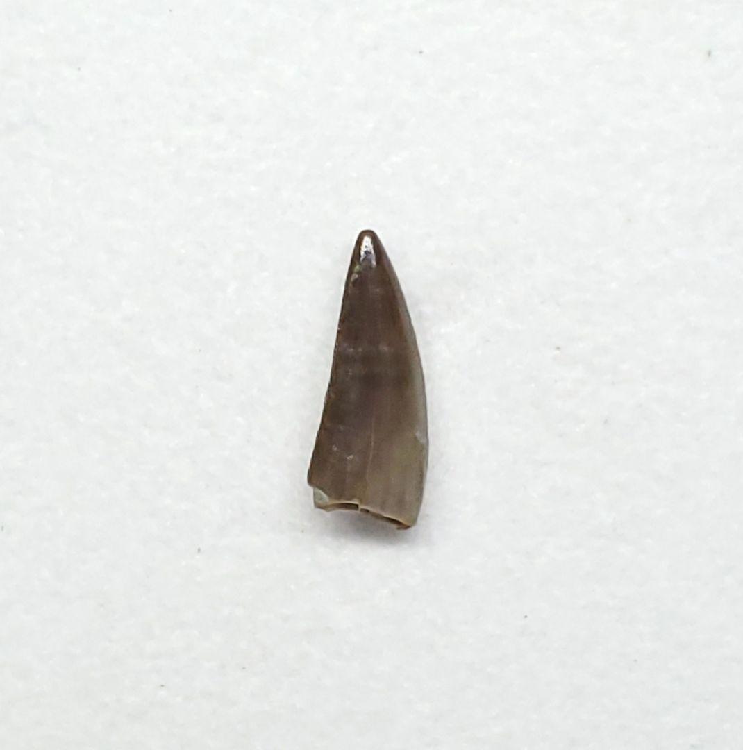 希少 コエロフィシス 化石 歯 本物 ニューメキシコ州産10.05mm fr82