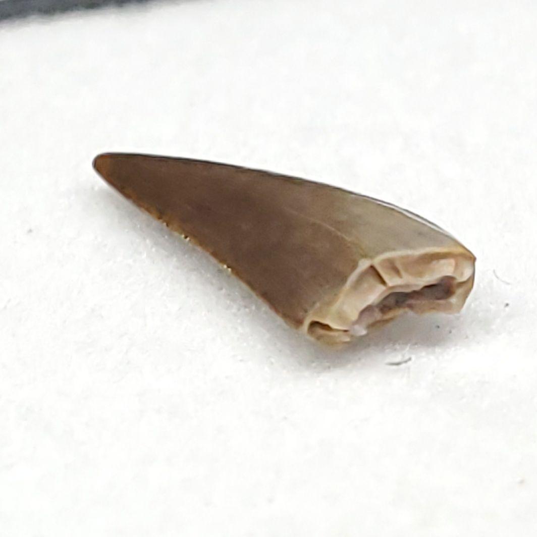 希少 コエロフィシス 化石 歯 本物 ニューメキシコ州産10.05mm fr82