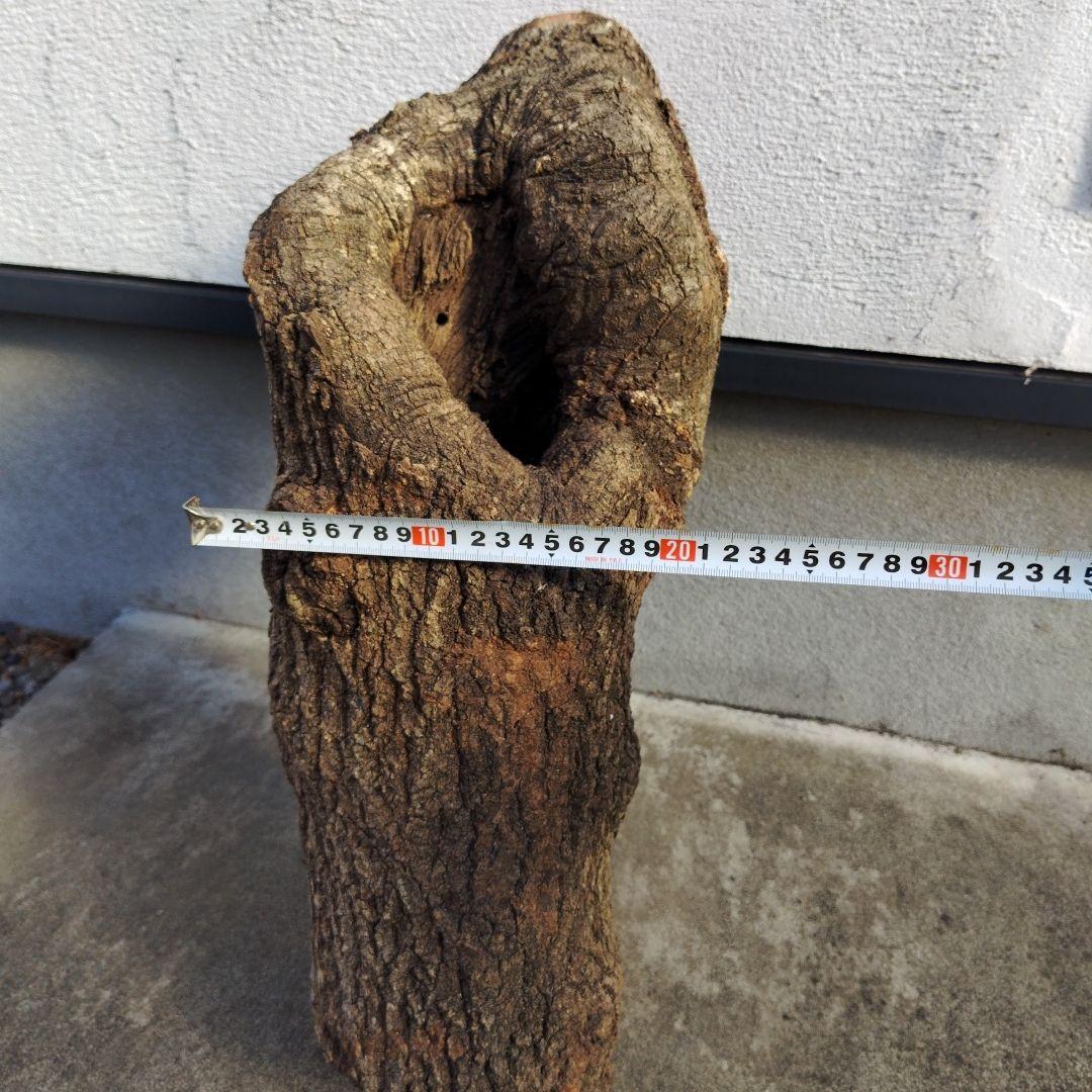 クヌギ　カブトムシ　クワガタ用