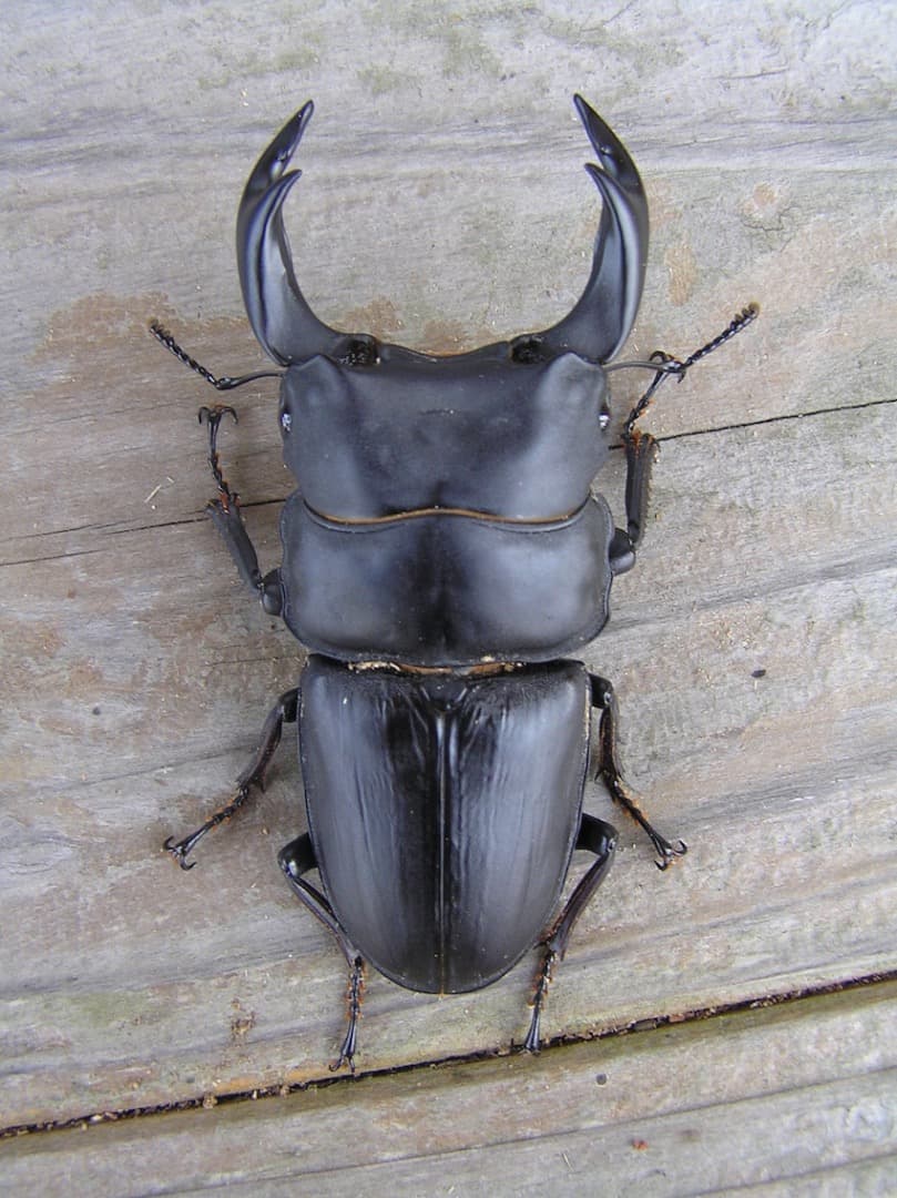 大型・美形クワガタ飼育用菌糸ビン　1500ml　24本セット（菌糸瓶）