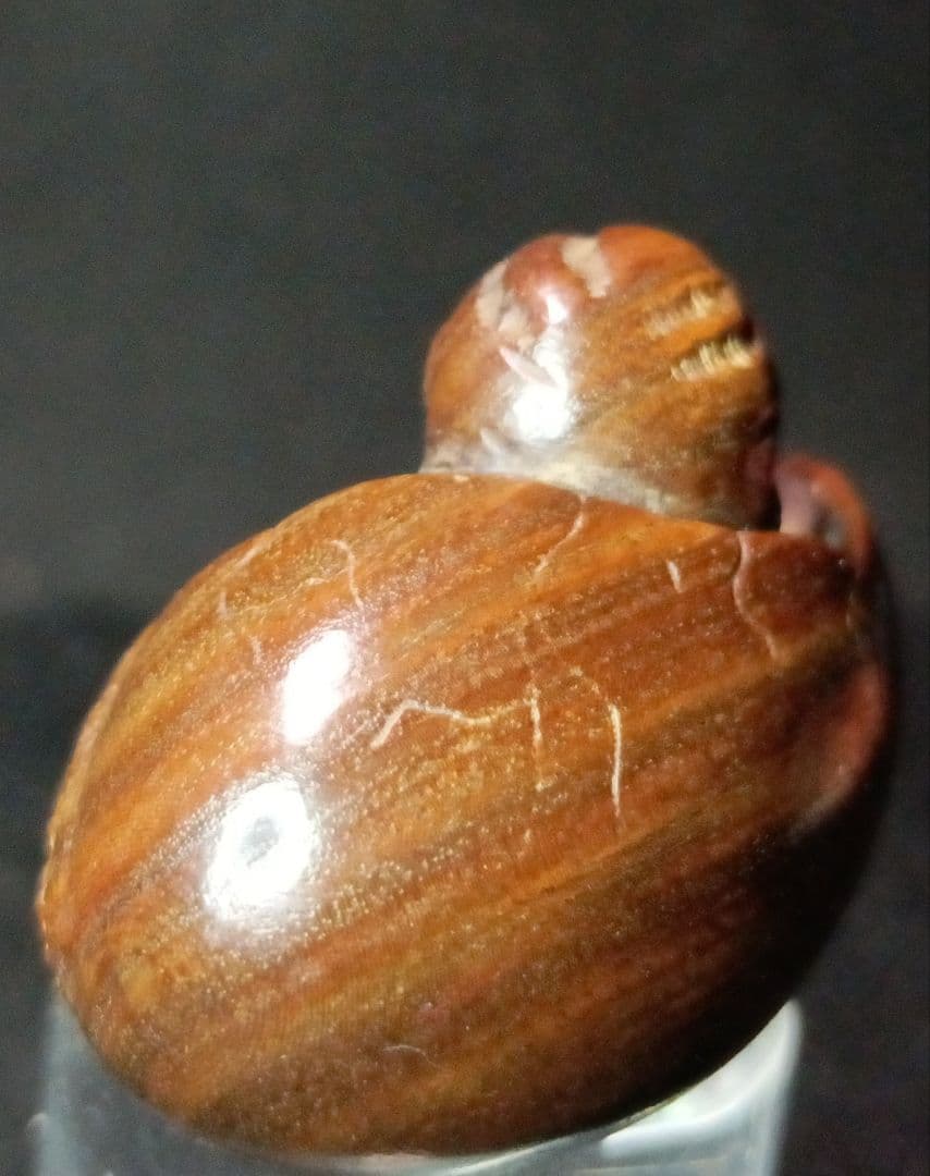 木彫 根付 「孵化する烏天狗」在銘