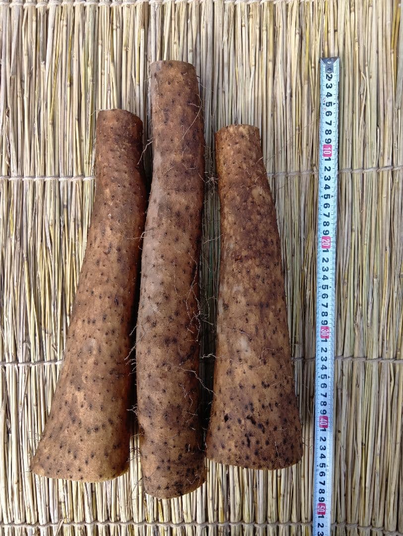 ★新鮮な大きめな長芋たっぷり◆