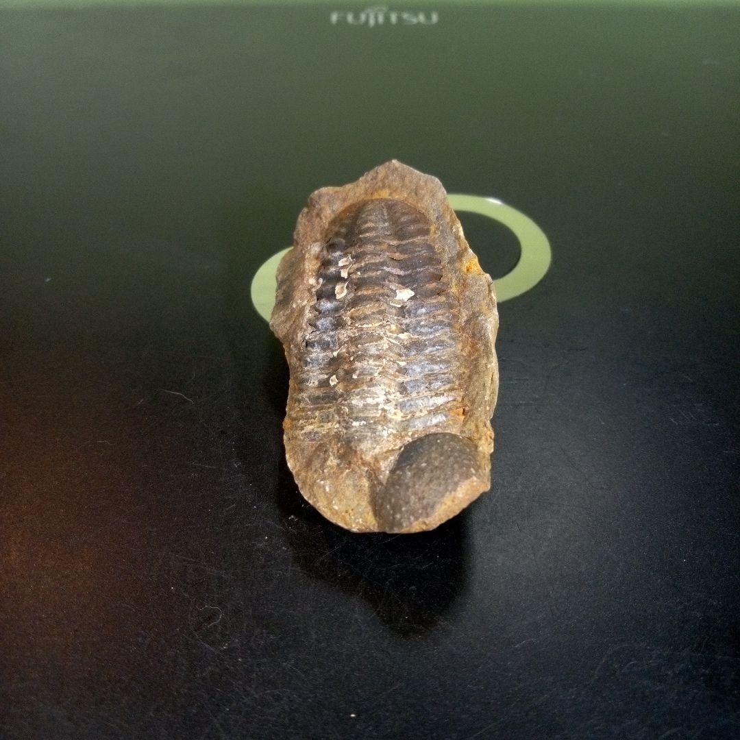 三葉虫　化石　fossil　ボリビア　trilobite　三葉虫綱　三葉虫管理⑤