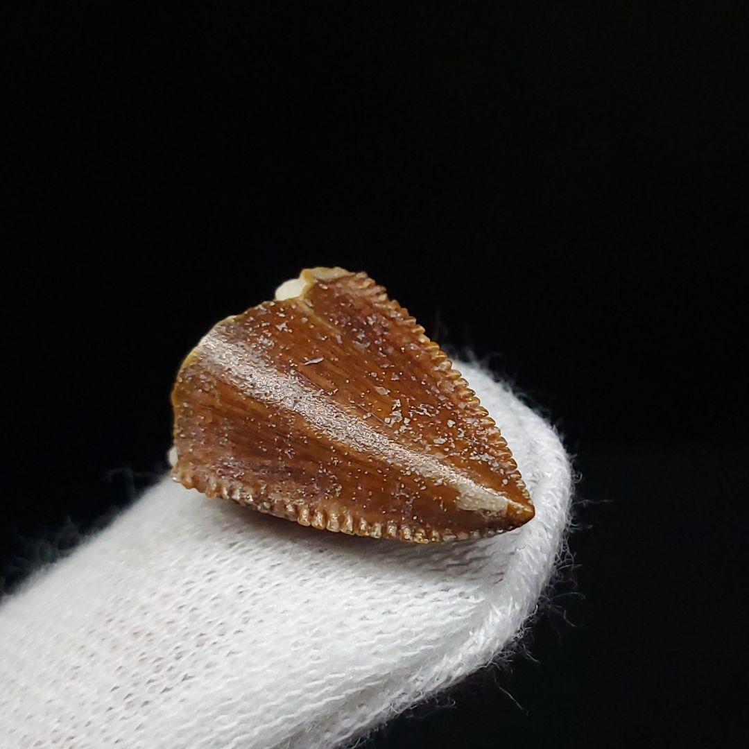 博物館級 マジュンガサウルス 恐竜 歯 化石 本物 19.30mm fr67