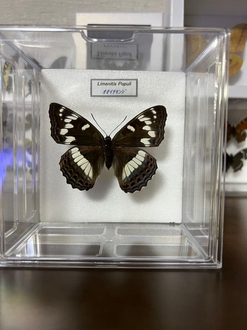 オオイチモンジ♀ 標本
