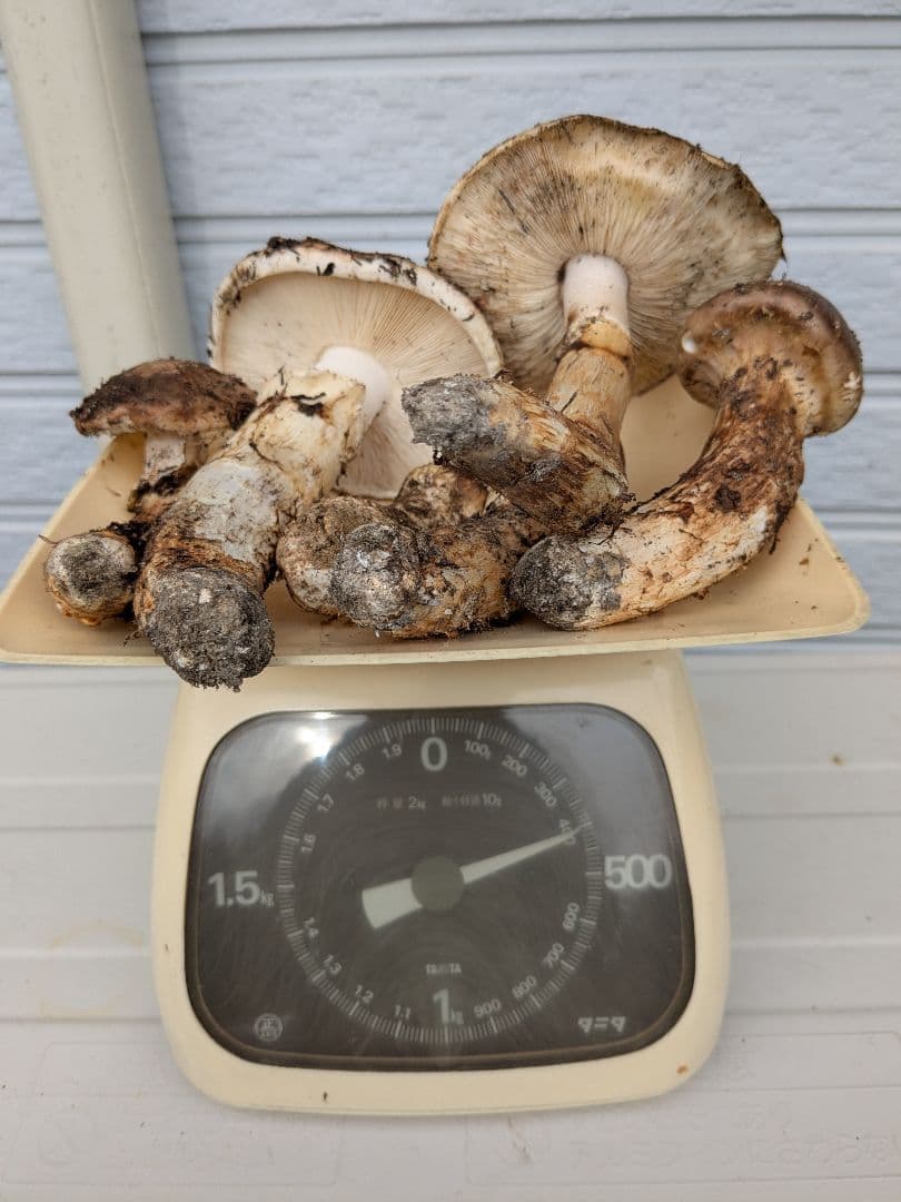 岩手県岩泉　松茸　400g