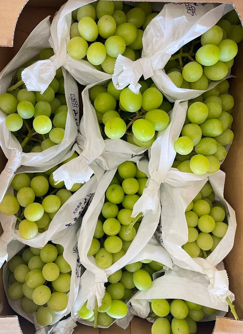 「週末セール」シャインマスカット5kg 房入り 訳あり ラスト