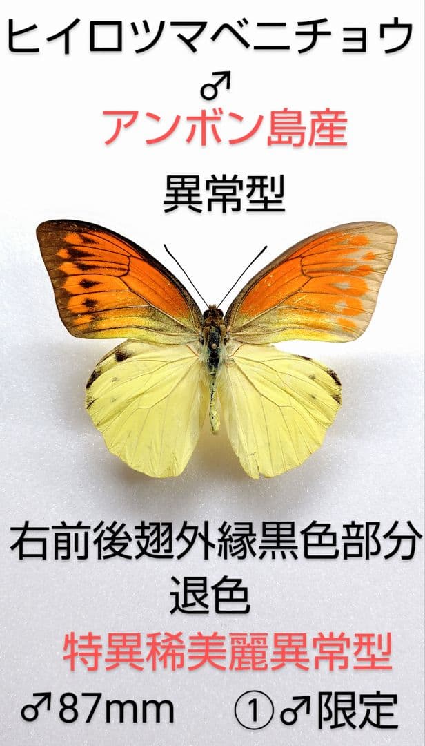 週末価格‼️ヒイロツマベニチョウ♂異常型標本★アンボン島産★稀異常型美麗