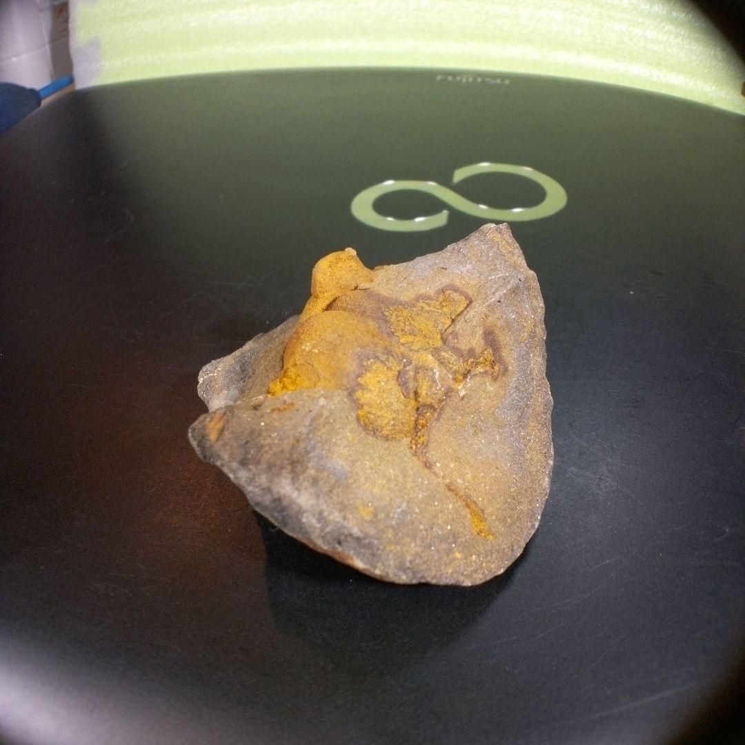 三葉虫　化石　fossil　海　ボリビア産　trilobite　ボリビア化石郡⑧