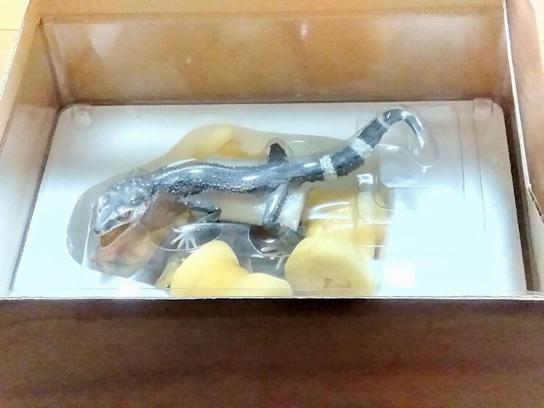 海洋堂　クロイワトカゲモドキ