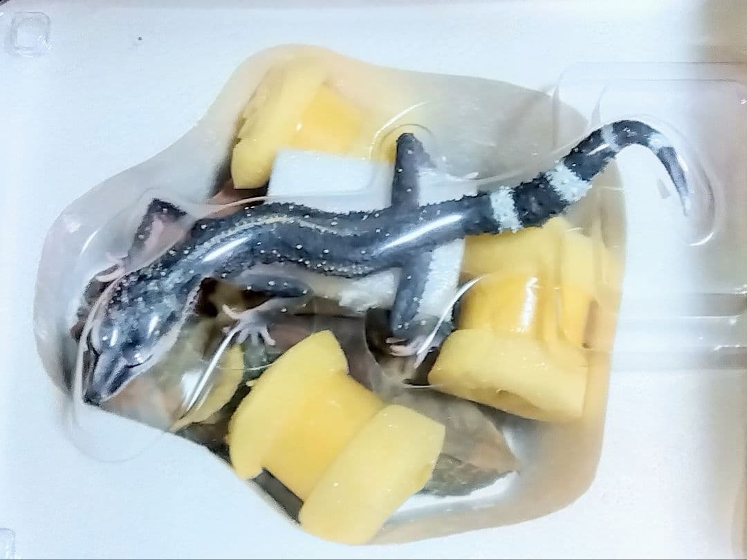 海洋堂　クロイワトカゲモドキ