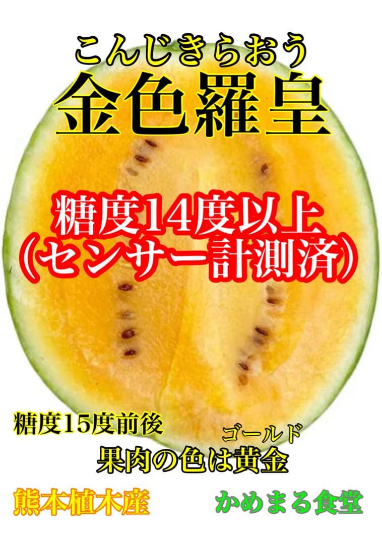 特大！金色羅皇4L2玉セットご家庭用19〜21k箱込　かめまる食堂