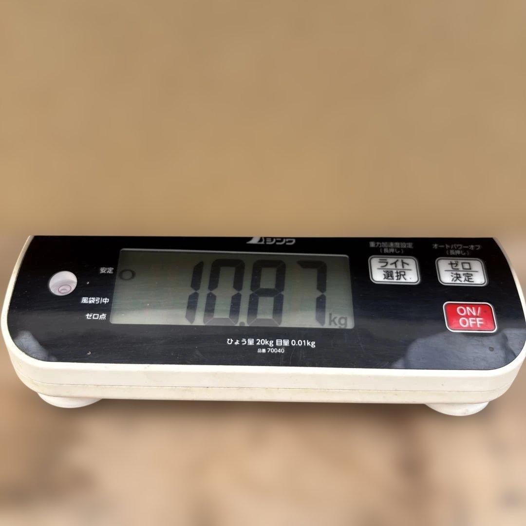 摘果マンゴー2/14