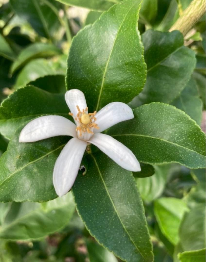 瀬戸内広島レモン♪15kg 農家直送