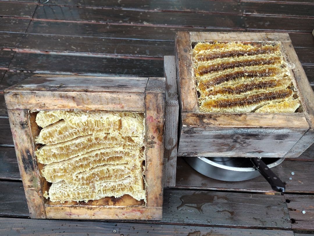 凛さん専用日本ミツバチはちみつ1.1kg×2個