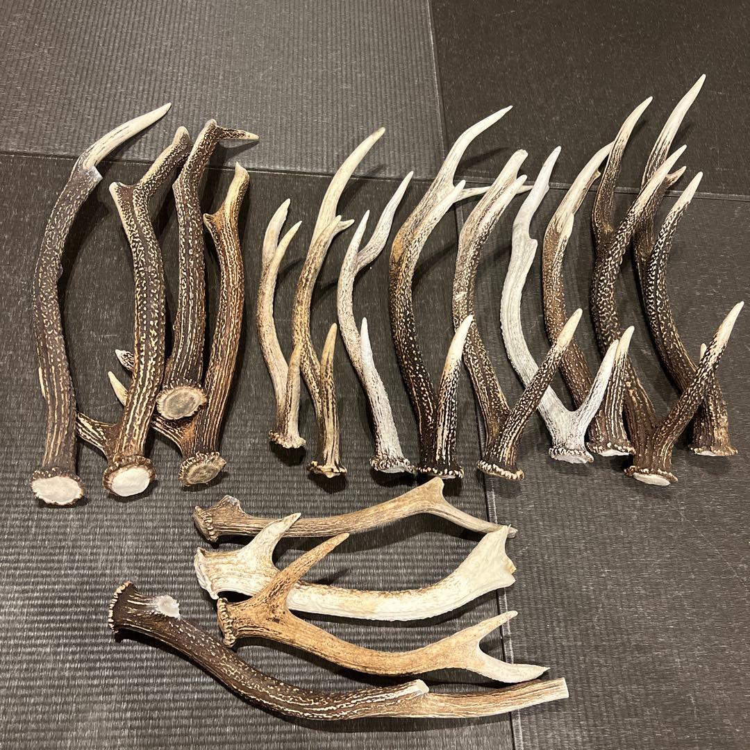 鹿のツノ17本