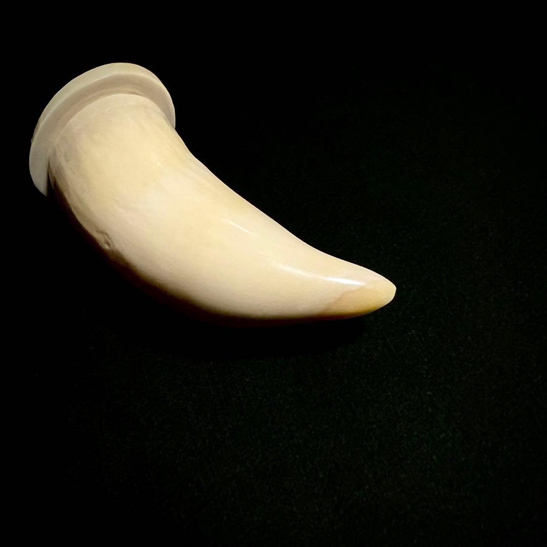 美品 鯨歯の置物【残1】