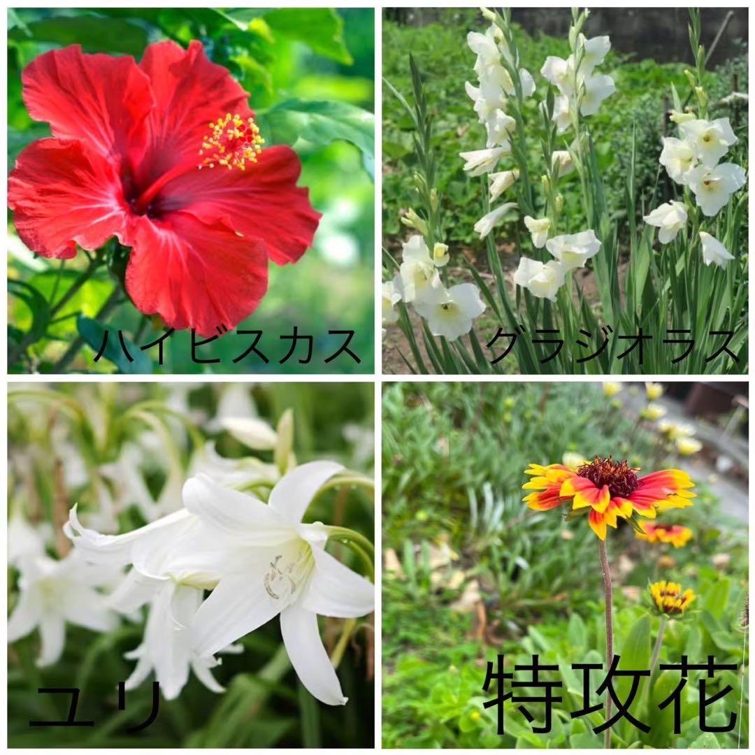 喜界島 百花蜜 3kg 蜂蜜 国産