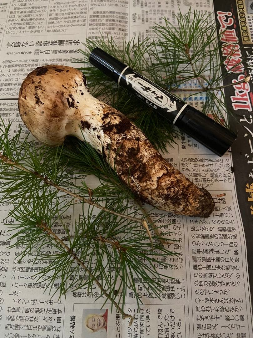 南信州産松茸　10月18日朝採れ　極上134g