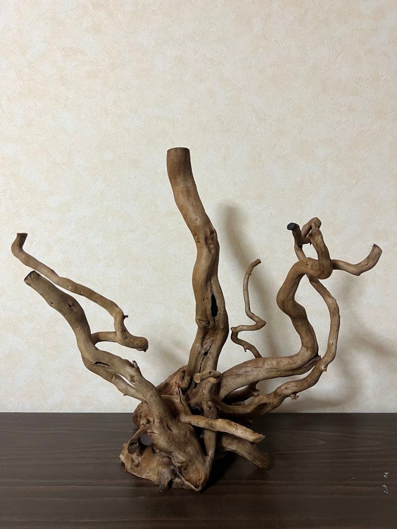 50508 ブランチウッド　流木　アクアリウム 沈水確認済