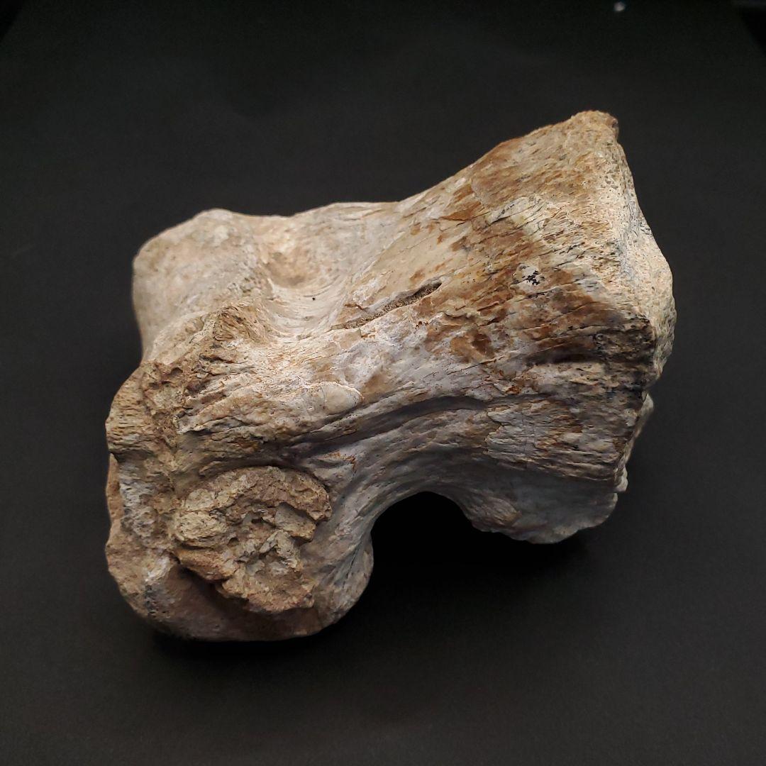 希少 ティラノサウルス類 化石 骨 恐竜 ゴビ砂漠産101.33mm  fr87