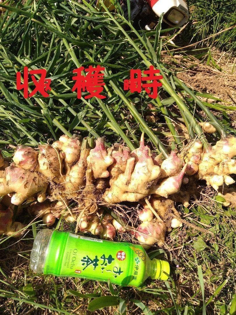 エゴマちゃん大ショウガ１０ｋｇ