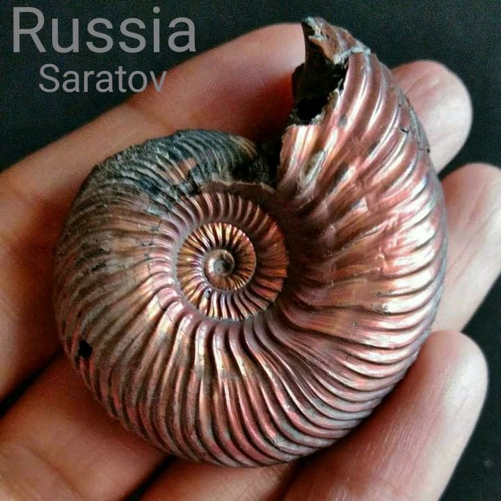 化石　骨格　標本　パイライト　アンモナイト　50mm　レッド系