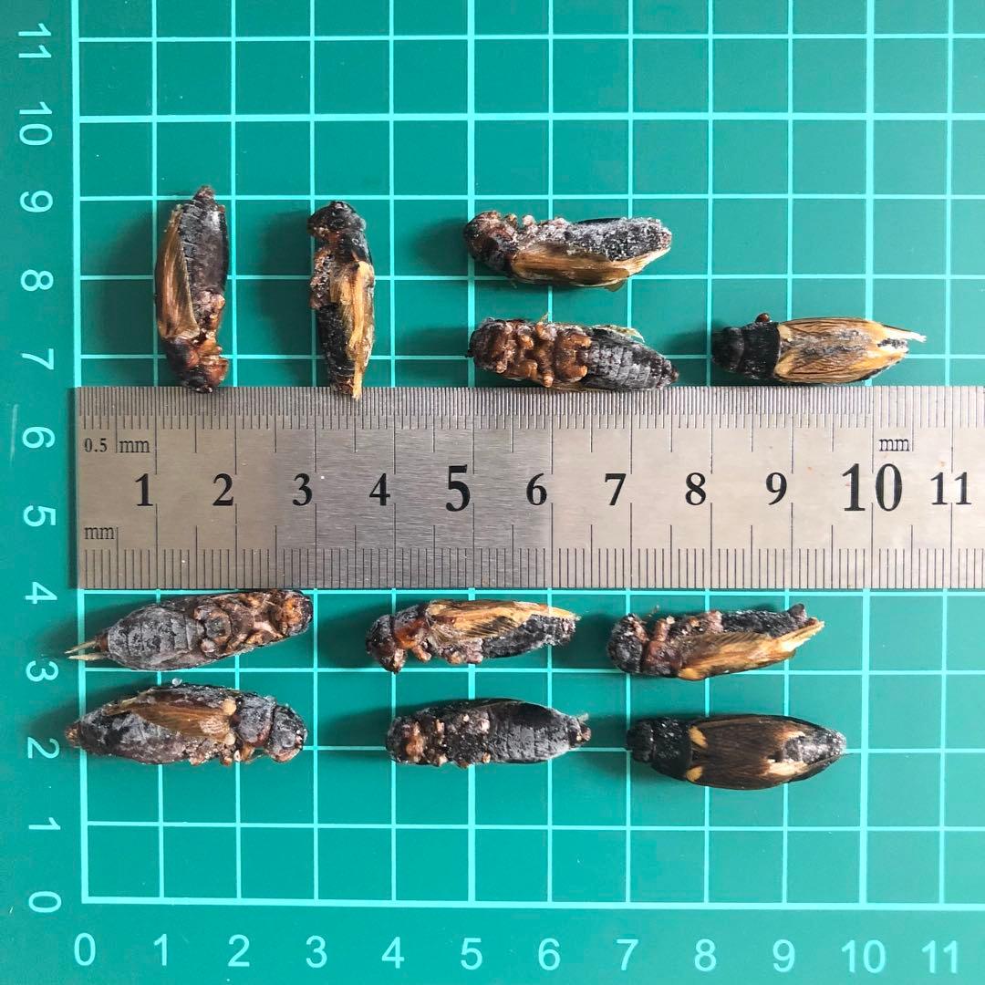 冷凍コオロギ　500g ×2 冷凍こおろぎ