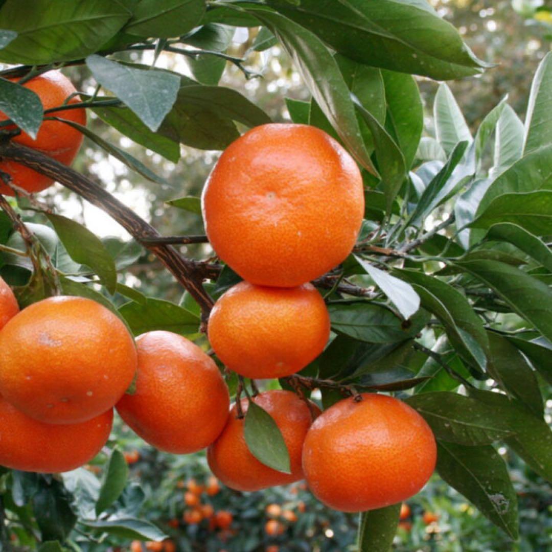 小原紅早生みかん 産地直送 坂出市産　新鮮　ひと冬大量20kg