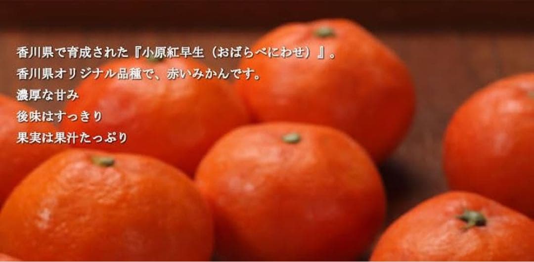 小原紅早生みかん 産地直送 坂出市産　新鮮　ひと冬大量20kg