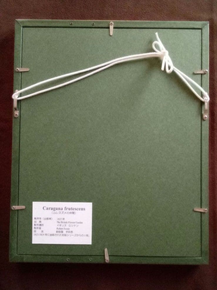 イギリス ボタニカル画の額装品 銅版画に手彩色 1827年