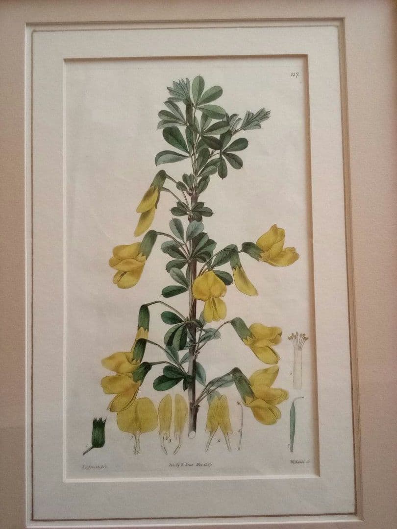 イギリス ボタニカル画の額装品 銅版画に手彩色 1827年