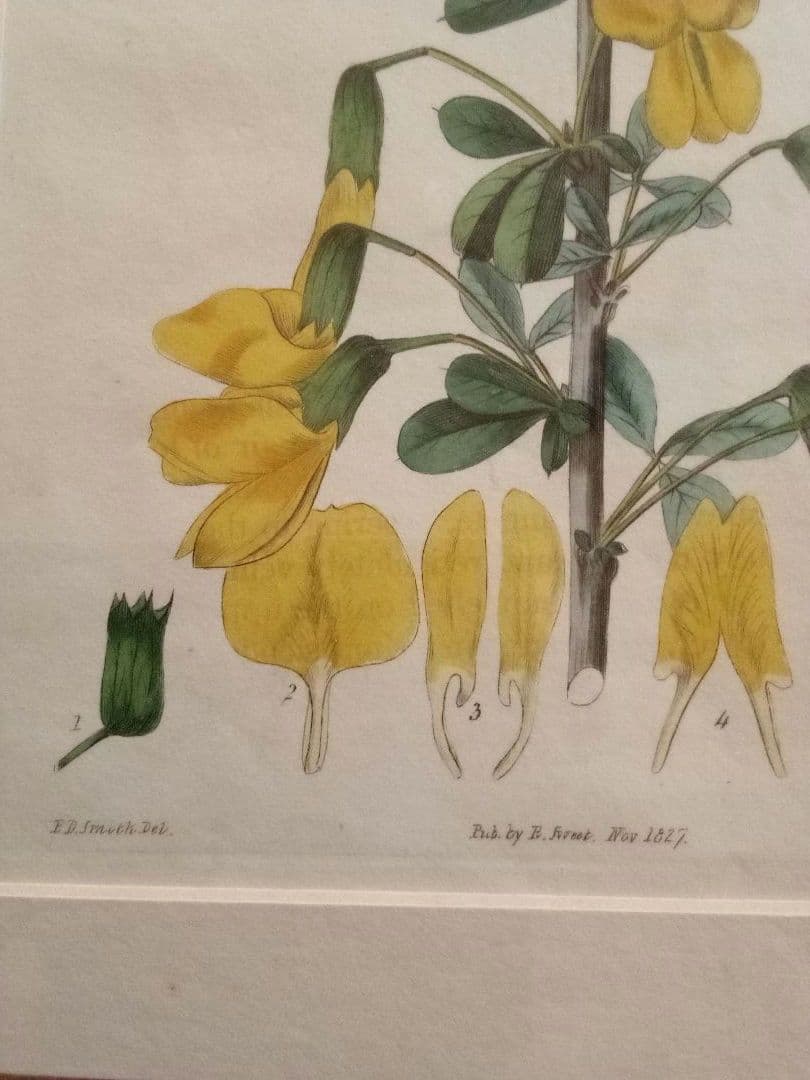 イギリス ボタニカル画の額装品 銅版画に手彩色 1827年