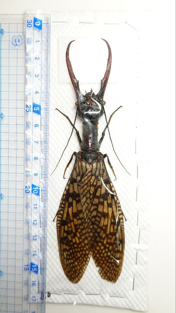 巨大！ヘビトンボ標本　15cm級