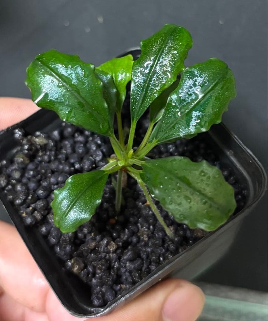 Bucephalandra sp.\