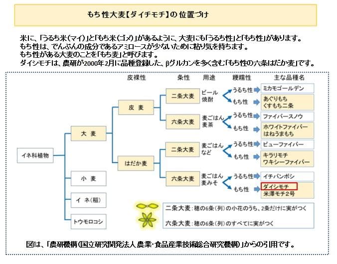 国産もち麦（ダイシモチ）2023年産　アラカルト