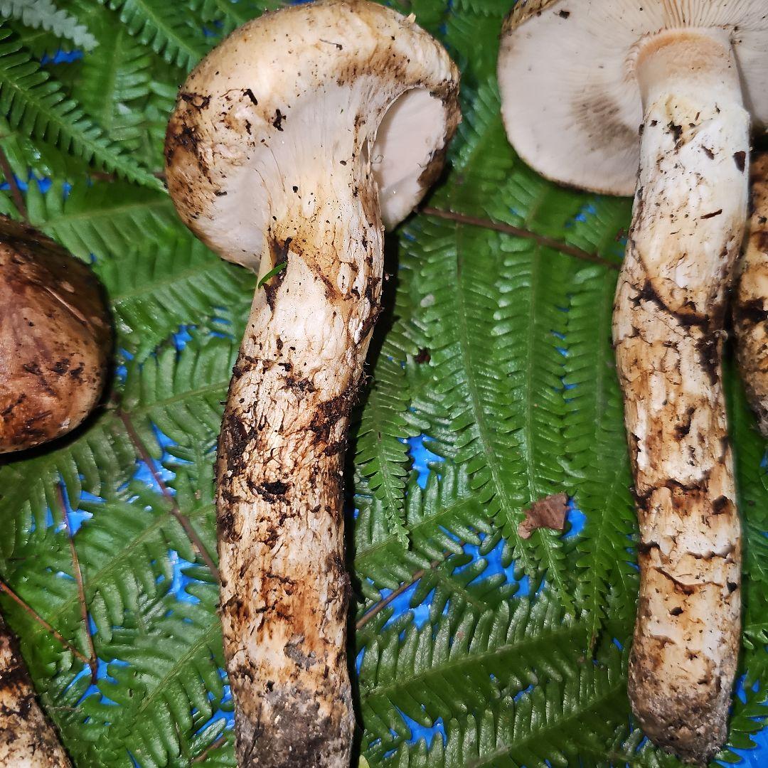 広島県産 松茸 343g　松竹梅さま専用