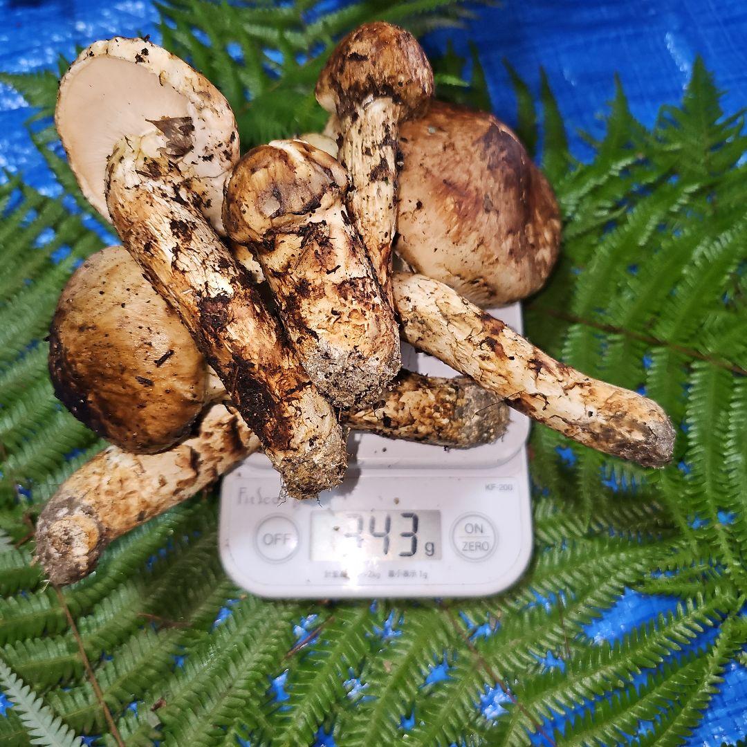 広島県産 松茸 343g　松竹梅さま専用