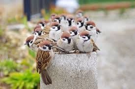 maiくま様 ★ 確認用 シマエナガ、スズメ