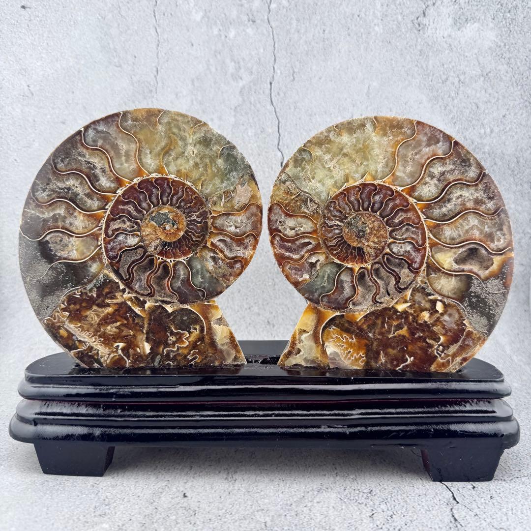 G-137天然アンモナイト 化石 左右対称ペアスライス 台座付き 鑑賞標本