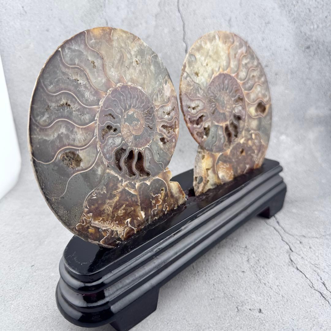 G-137天然アンモナイト 化石 左右対称ペアスライス 台座付き 鑑賞標本
