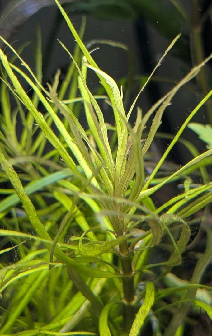 停止中Pogostemon sp. Savannakhet 水中葉 1本