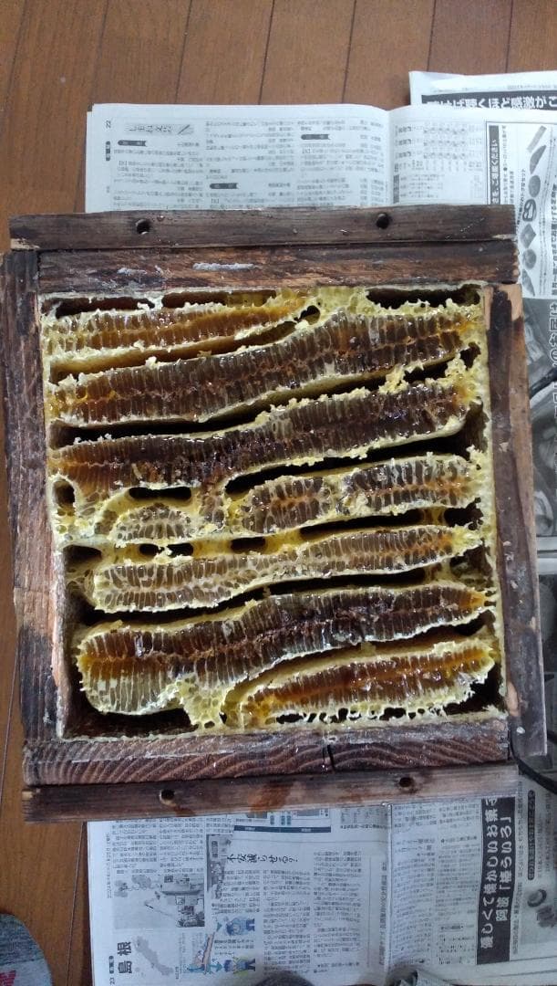 ニホンミツバチ百花蜜　1000ｇ　2本