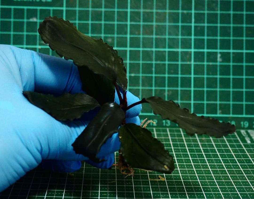 Bucephalandra sp.Red l 水の国