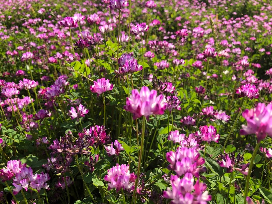 岡山県産きぬむすめ精米10kg(2025年10月収穫)