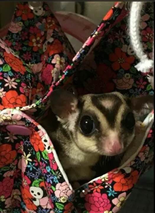 モモンガハウス(パンダ・花柄)天窓枠ピンク 春(夏)秋仕様