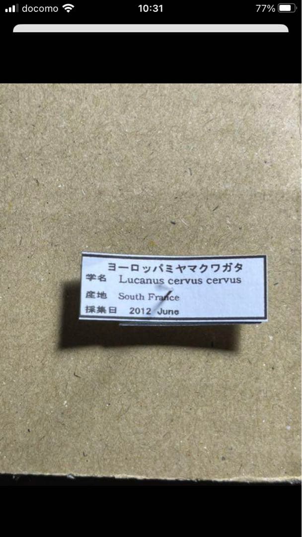 ヨーロッパミヤマクワガタ♂特大標本