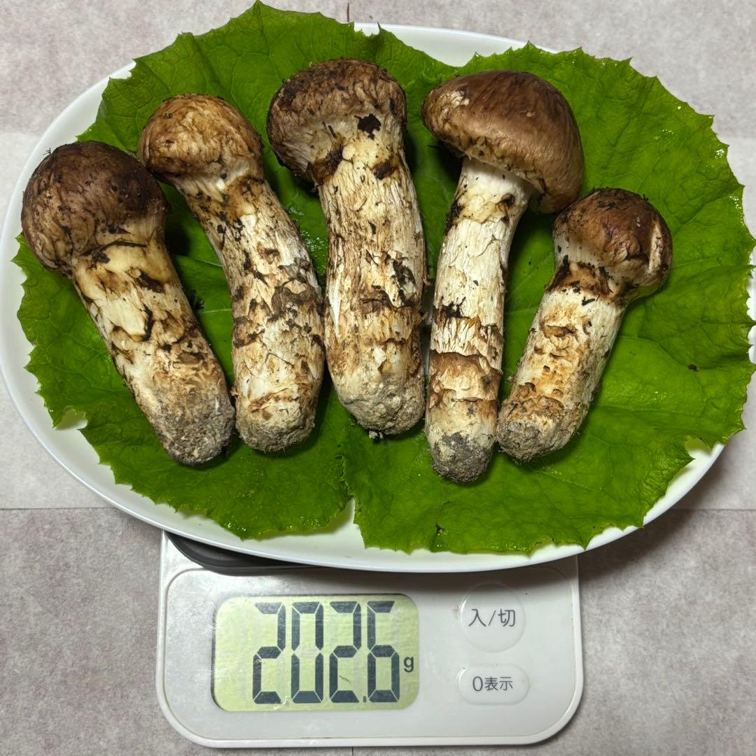 天然松茸★202g★山形県産